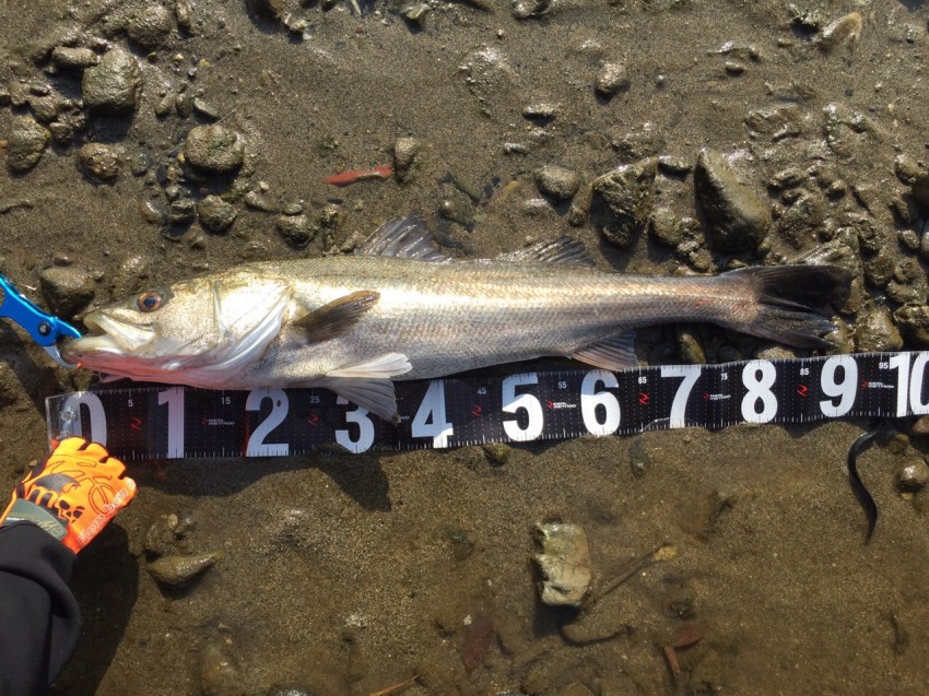 森ちゃんぴ～91.5