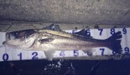よし87