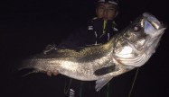 釣りバカ学生