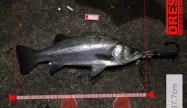 片山釣友会87.7