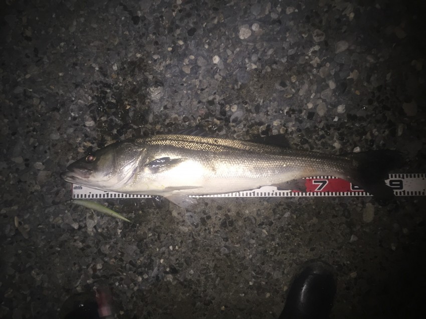 ごり巻き狂。92