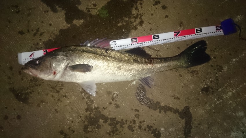 玉島シーバス同好会 ケンジ83