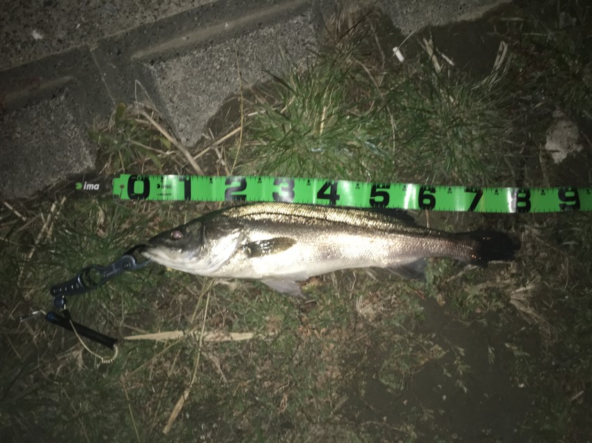 RHのたっつぁん80