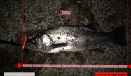 片山釣友会84