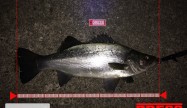 片山釣友会80.5