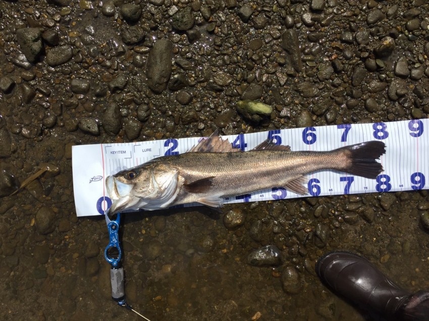 森ちゃんぴ～81