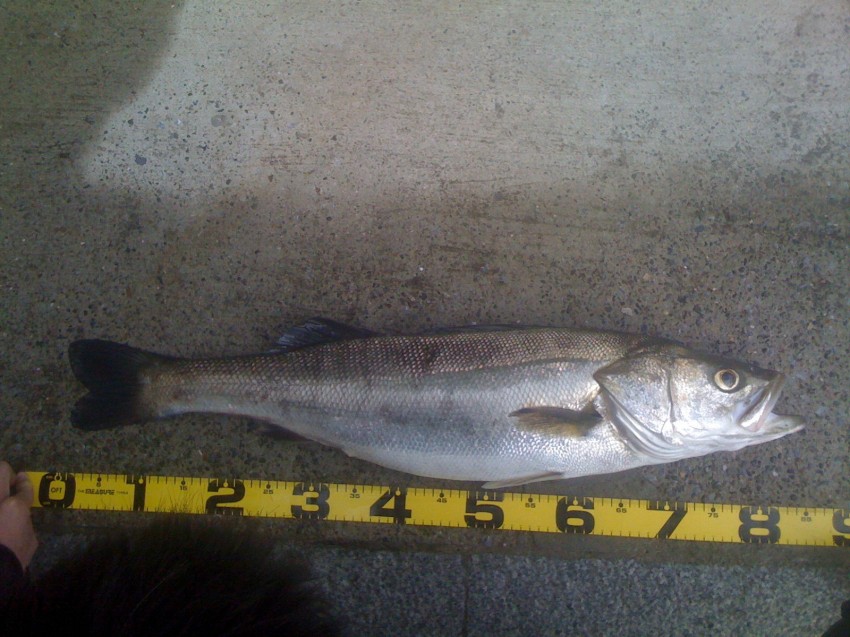 細野 史哉 （親方）85