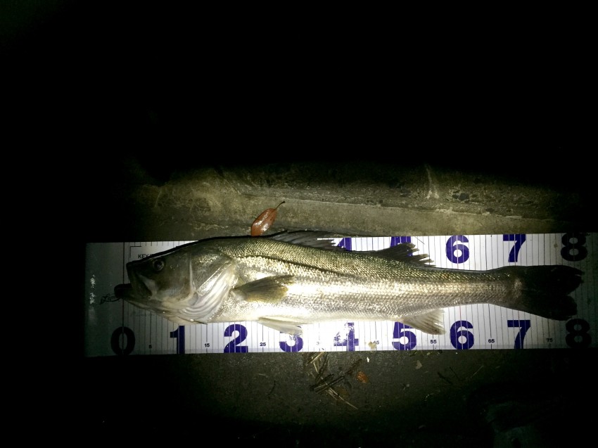 ほとんどきたやまん81