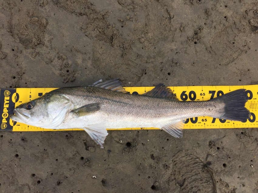 吉永 NOfishing NOlife81.5