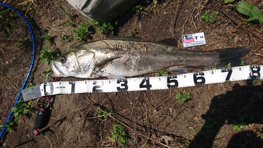 バイブの研修生80