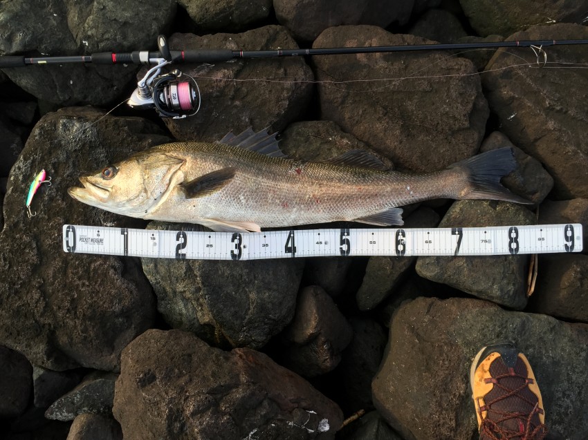 たつまさむね85