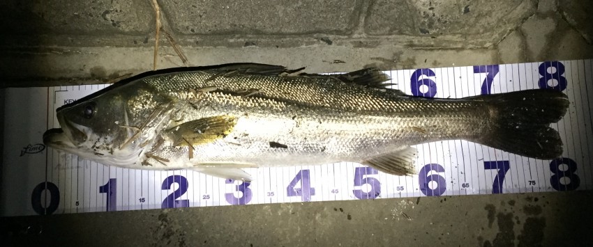 ほとんどきたやまん82