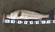 ぶっ飛び君85