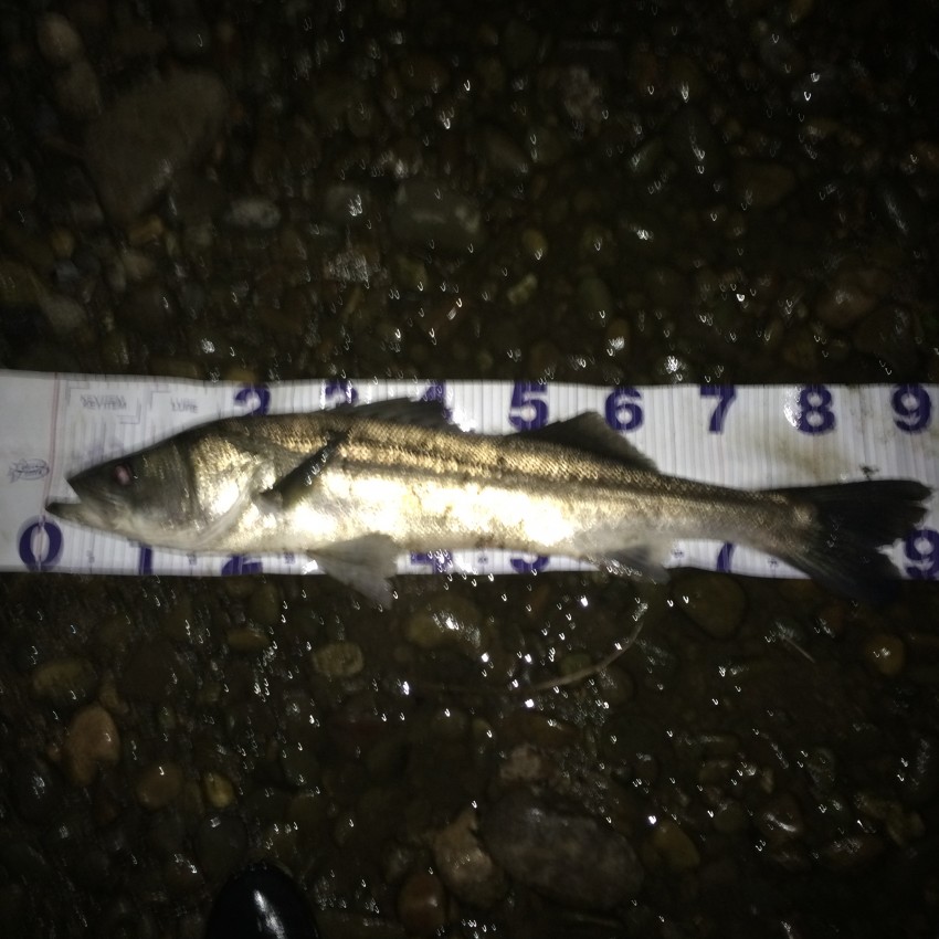 セタイシの父さん90