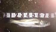 がっきー82