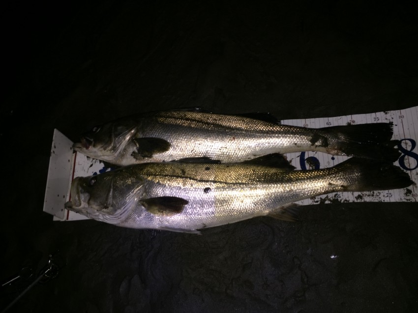 助けられた亀です80