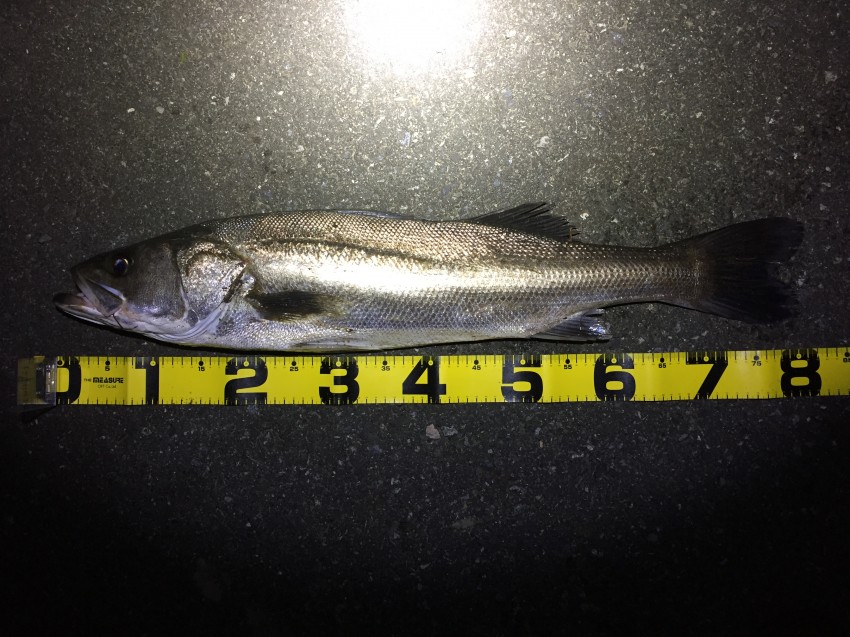 タケムラ  ケンタ80