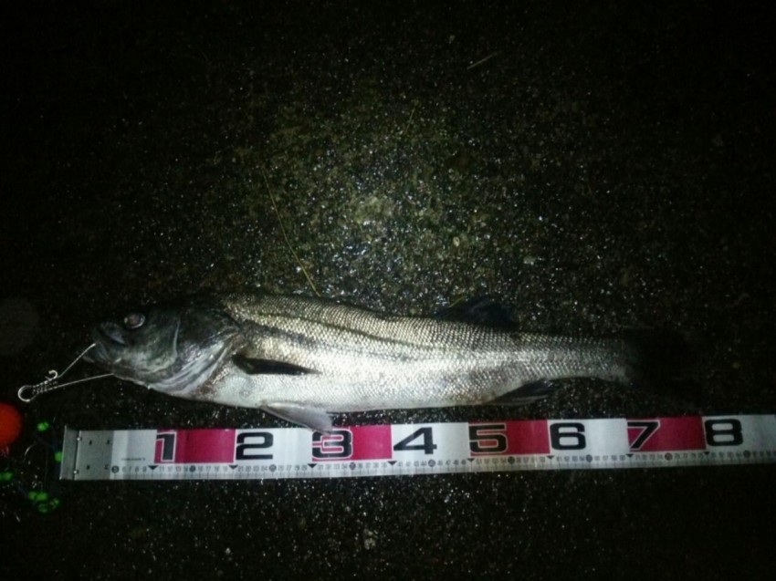 シーバスハンター82