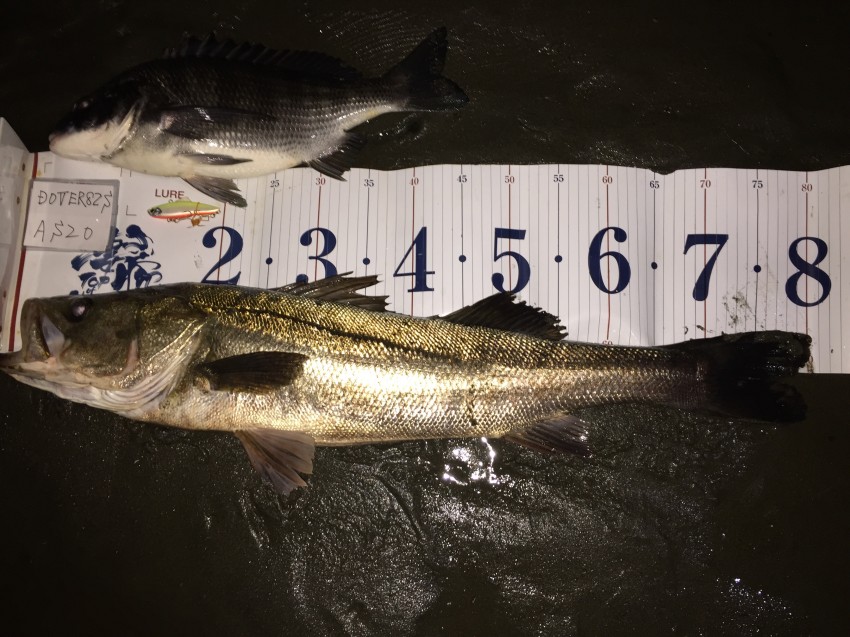 助けられた亀です80