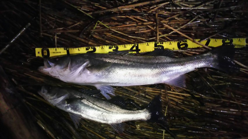 フェリックス82