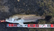 釣りバカ・ケント81