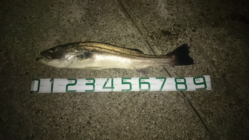 ほっしゃん。92