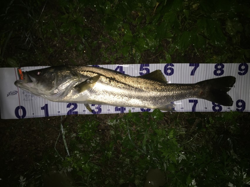 涸沼のもっくん87