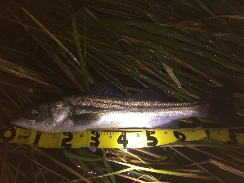 かどきゅ～。83