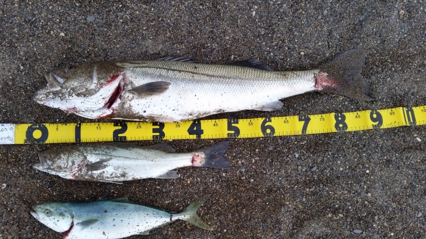 フィッシャーマン松風91