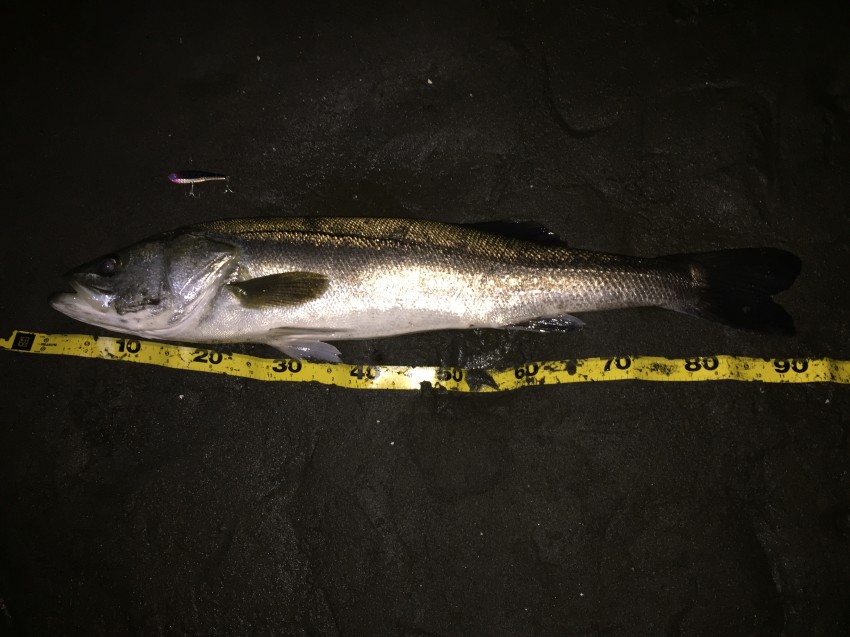 助けられた亀です90