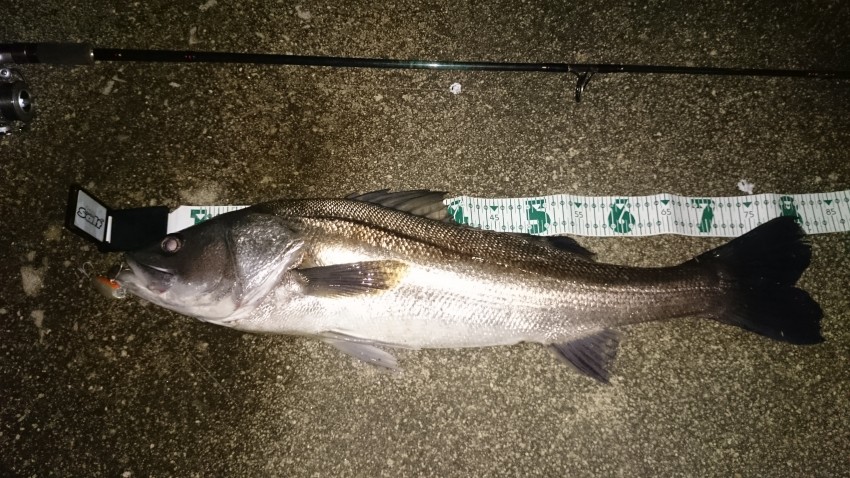 紀州あわしま80