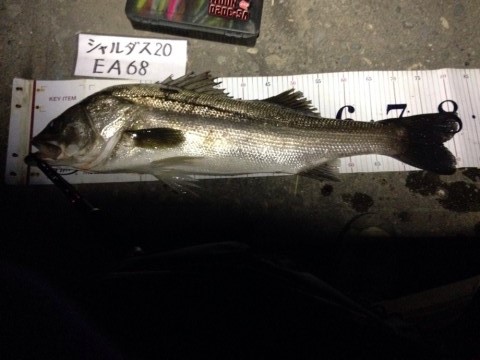 イチカバチカ81