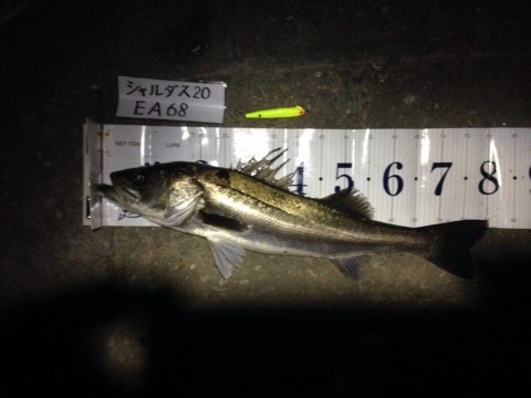 イチカバチカ80 (4)