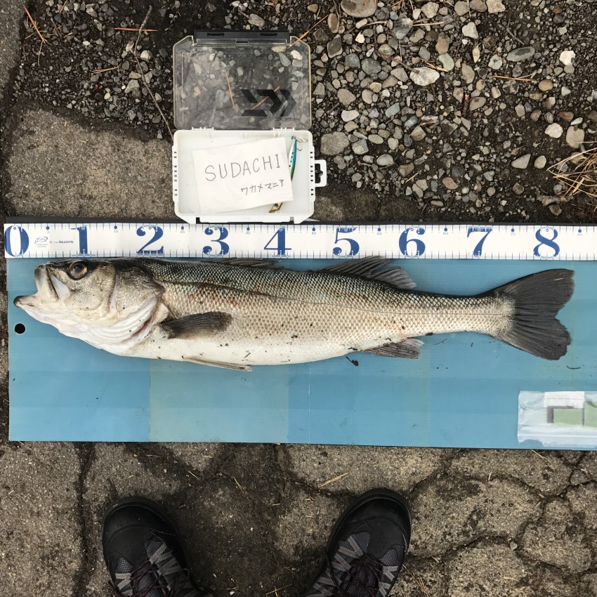 ワカメマニア84