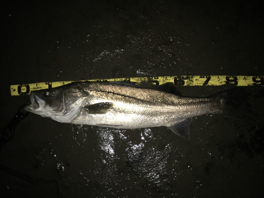 Ｙｕｓｕｋｅ87