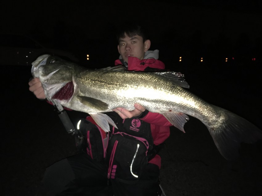 シーバス大好きたいき