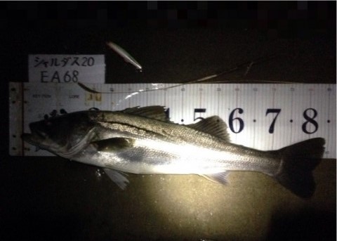 イチカバチカ84