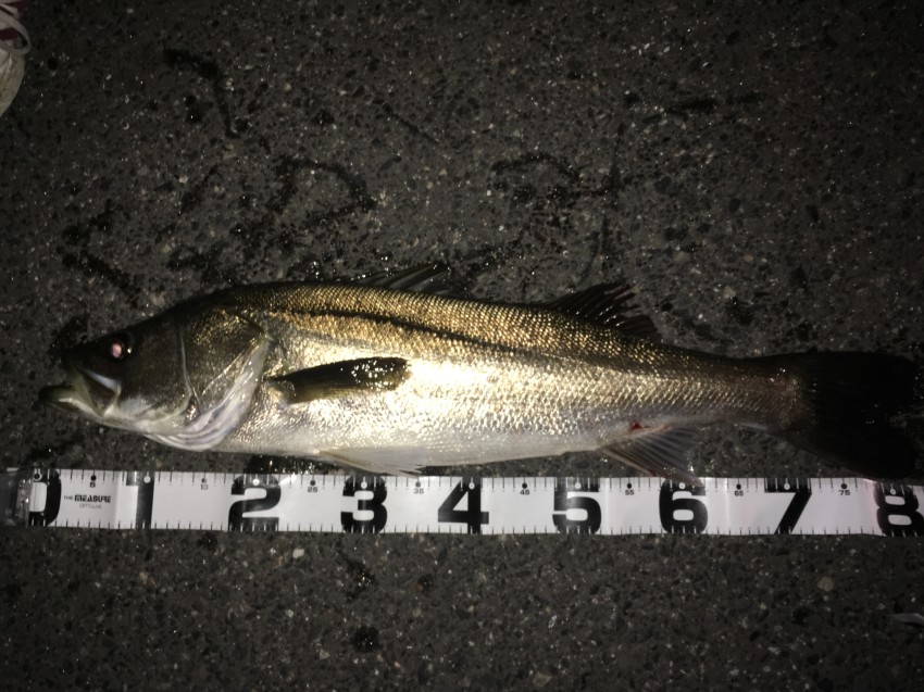 シーバス大好きたいき81