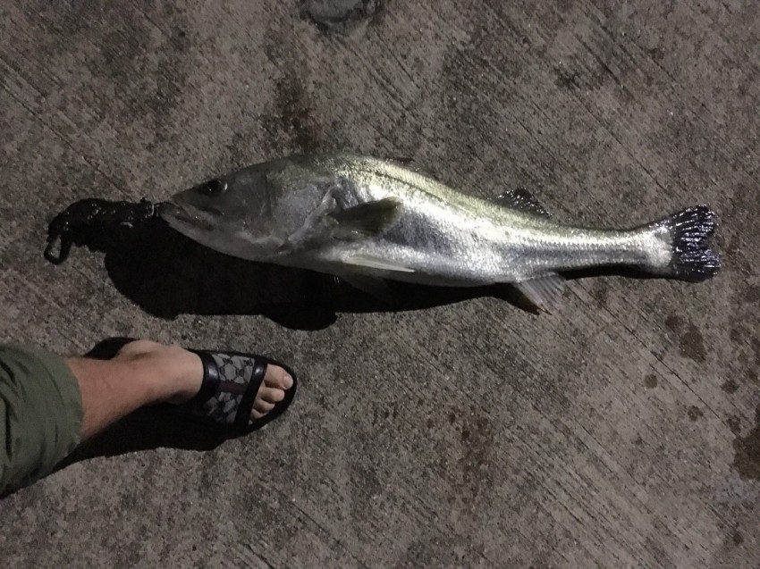 ＷＯＬＦ_ＲＹＯＴＡ (5)