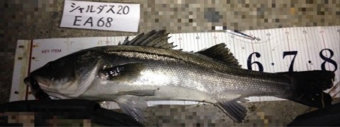 イチカバチカ81 (2)