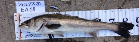 イチカバチカ86