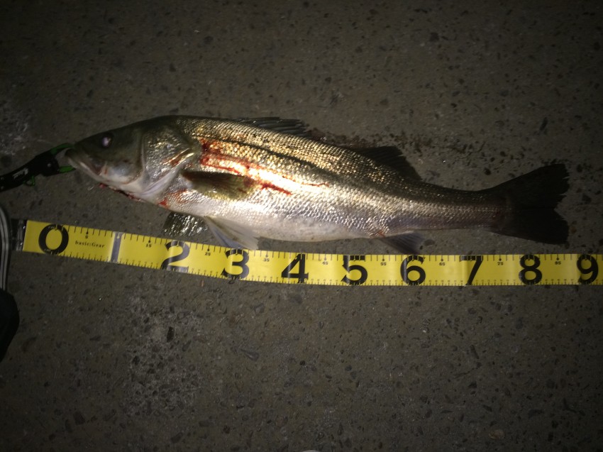 タマキン揺らし86